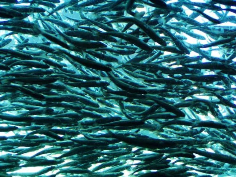 Około czterystu ryb